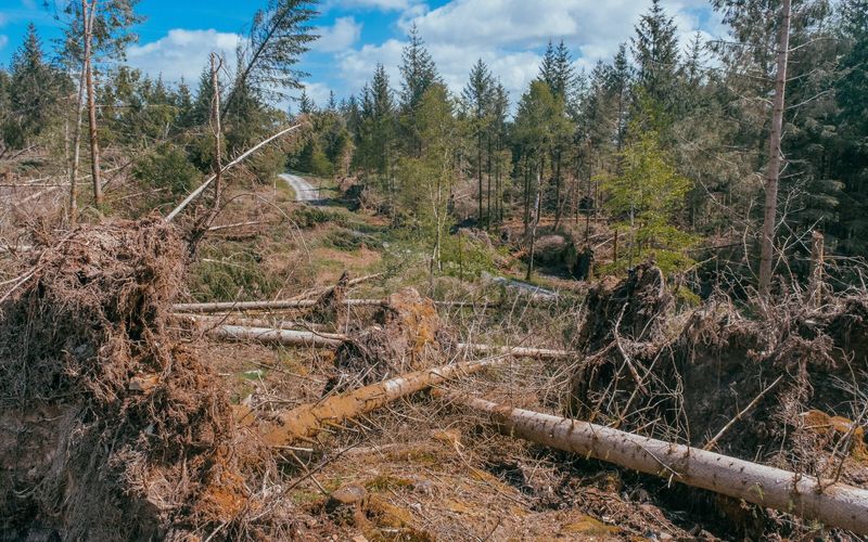  Forestry England/Crown copyright